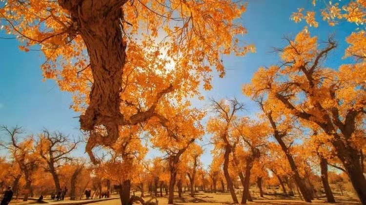 ���١��족��